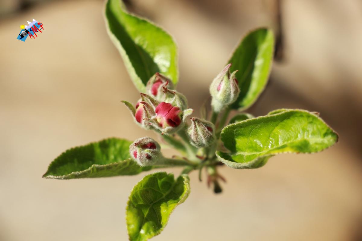 N2015-04_12_IMG_8337-Pommier Golden Delicious_HG
